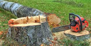 Trusted Plains, MT Tree Removal Experts