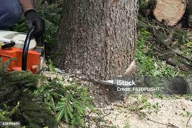 Best Tree Preservation Services  in Plains, MT